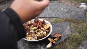 Польский гриб.