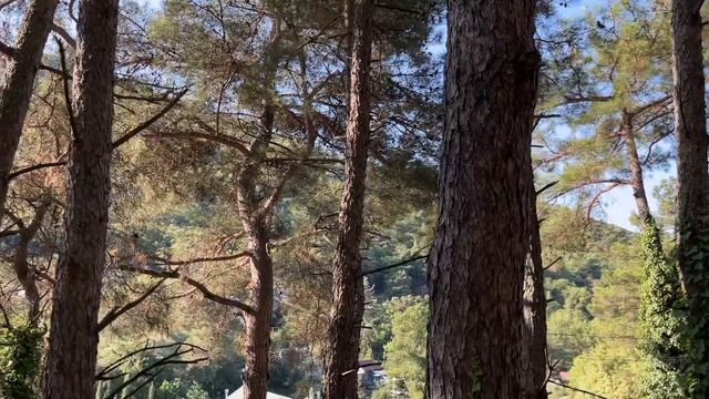 ?? С ДНЁМ ГОСУДАРСТВЕННОГО ФЛАГА РОССИИ смотреть онлайн