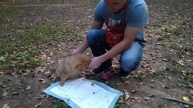 Дрессировка собак -немецкий шпиц Чиппи 5 мес.Дрессировщик Алексей смотреть онлайн