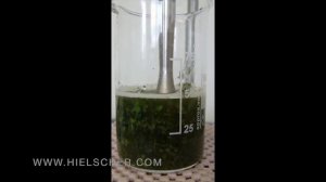 Ultrasonic Extraction of Stevia Using a UP200ST Hielscher Ultrasonics