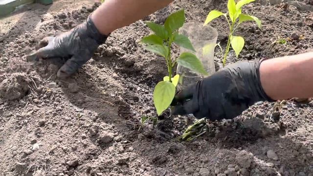 Высадка рассады на постоянное место. Мой полив растений через бутылки. смотреть онлайн