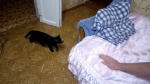 КАК НАУЧИТЬ КОТА КОМАНДЕ "АПОРТ" | HOW TO TEACH A CAT THE "APORT" COMMAND