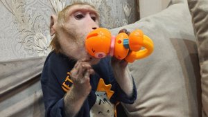 Как обезьяна Федя проводит свой вечер (макака Федор и капуцин Ульяна)