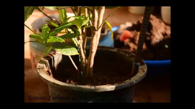 Crotons Plant Repotting in Tamil смотреть онлайн