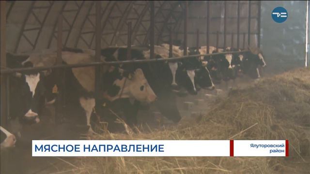 Ялуторовские герефорды смотреть онлайн