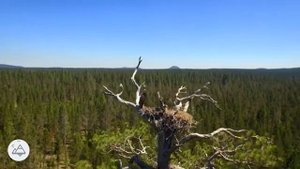 лечебная музыка для сердца и сосудов Нежная музыка, успокаивает нервную систему и радует душу
