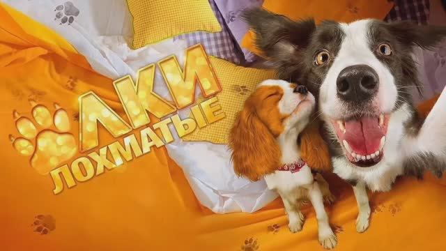 Елки лохматые(2016)
трейлер смотреть онлайн