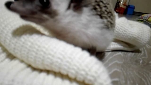 Колесо для ежа. Зачем? Как выбрать? смотреть онлайн