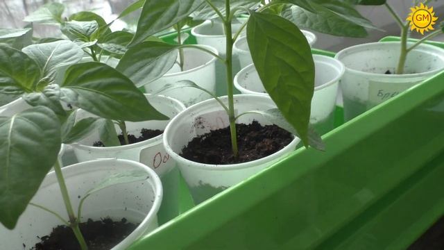 Рассада перцев, баклажанов, земляники смотреть онлайн