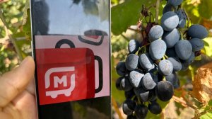 Новости Магнит Доставка для курьеров. Новые тарифы г. Краснодар. Заказы стали тяжелее