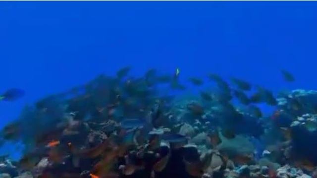 Песня Максим Куст! смотреть онлайн