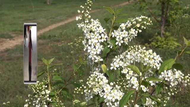 Розовое платье, синие глаза... смотреть онлайн