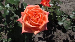 Определяю соответствие моей розы СЕДУКЦИОН оригинальному сорту