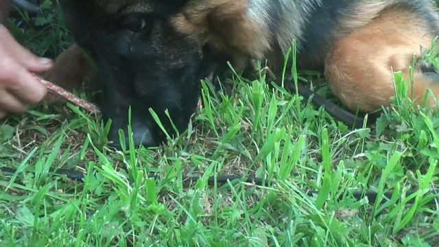 00106 Лена Шейерманн с Вианной 2 видео (упражнение-"жаба") смотреть онлайн