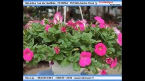 Giống hoa PETUNIA PET083