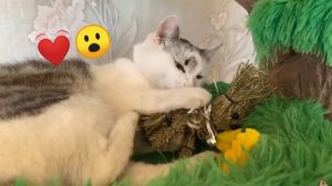 Эдит для 💕А-ну-ка давайка 💕 Малыш, Мурка, Рыжуля, Пупся, Баффи, Аннюта, Андрей,