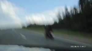 Звери на дороге)