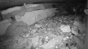 Кто утащил птенца голубя из гнезда - Who took the baby pigeon out of the nest