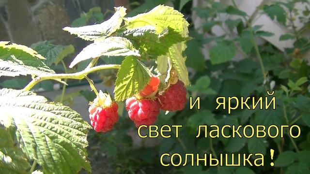 ДОБРОГО НЕЖНОГО УТРА ЖЕЛАЮ  ТЕБЕ #
