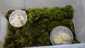 Показала ВСЕХ улиток? / ВСЯ КОЛЛЕКЦИЯ