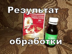 Результат обработки картофеля