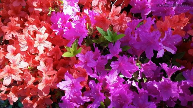 природа 30