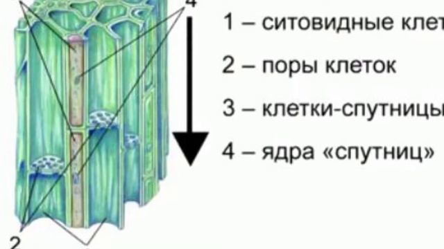 Расположение в древесине наличие клеток спутниц