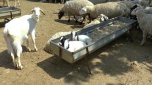 Турция. В гостях у фермера.