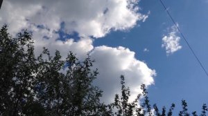 Белая черёмуха расцвела