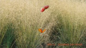 Луговик дернистый (deschampsia caespitosa) ? дернистый луговик обзор: как сажать, рассада луговика