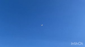 Николаевские голуби