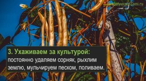 7 этапов выращивания фасоли