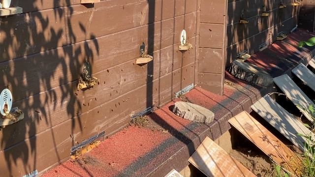 Первая качка меда 18 августа 2024 года. Самарская область смотреть онлайн