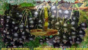 Черная смородина..mp4