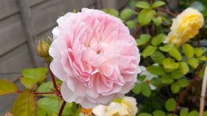David Austin - Rose Silas Marner  Gorgeous And Delicate Blooms