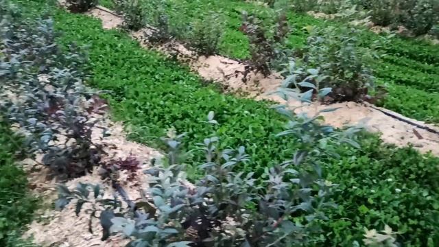 Голубика осенью. Отвечаем на вопросы. смотреть онлайн