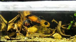 Astronotus ocellatus - Амазонка 300л