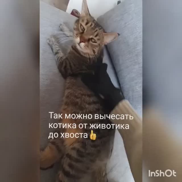 Кот балдеет от массажа 😺👍