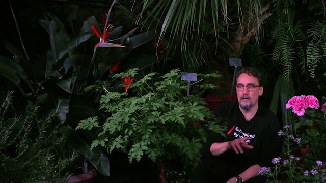 Luonnollista kemiaa: Pelargonium radens смотреть онлайн