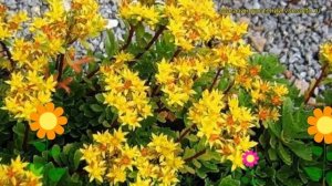 Очиток камчатский Вариегата. Краткий обзор, описание характеристик sedum kamtschaticum Variegata