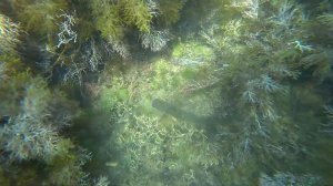 Зеленая Долина