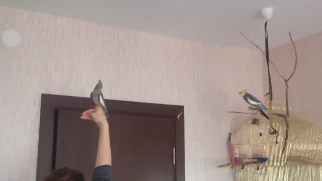 Птенцы кореллы 25+27+29 дней. Папа корелла учит птенца летать. РАЗВЕДЕНИЕ КОРЕЛЛ 1-й сезон