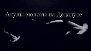 Акулы-молоты на Дедалусе