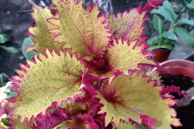 Колеус гибридный "Хенна" (Coleus hybridus "Henna")