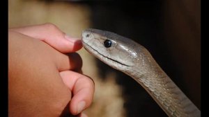 Игольная змея