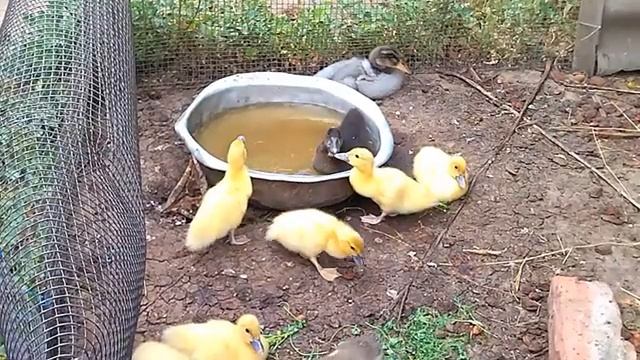 Вывелись утята ст5. Взвешивание утят. Как я замораживаю яйцо и для чего. смотреть онлайн