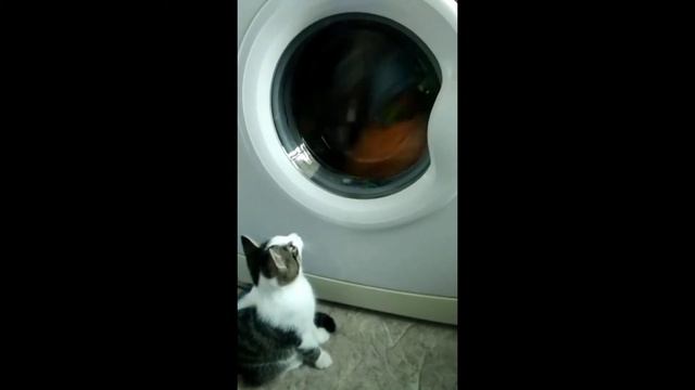 Лучший телевизор для кота - стиральная машина смотреть онлайн