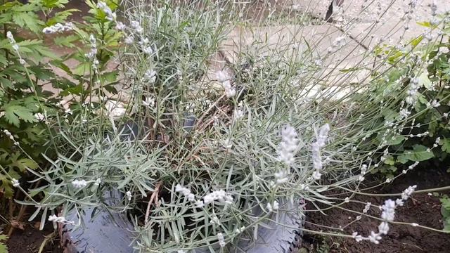 Iata care sunt beneficiile lavandei in casa . Lavanda planta beneficios смотреть онлайн