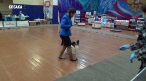 Папильон или папийон | выставка собак Поморские встречи | Собака я