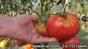 Помидор Дакоста португальская. Хороший томат без изысков #томат #помидор #семена